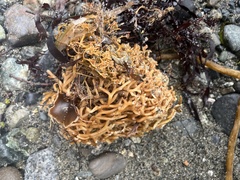 Laminariaceae
