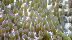 Stichodactyla helianthus