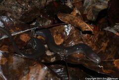 Amphiuma tridactylum