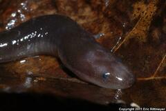Amphiuma tridactylum