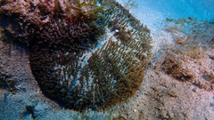 Stichodactyla helianthus