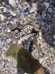 Spheniscus magellanicus