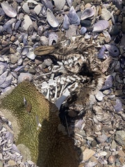 Spheniscus magellanicus