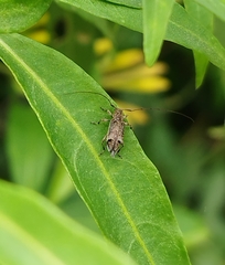 Hyperplatys argentinus