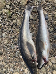 Eleginops maclovinus