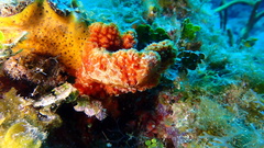 Ptilocaulis walpersii