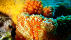 Ptilocaulis walpersii