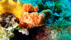 Ptilocaulis walpersii