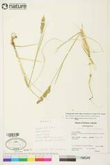 Calamagrostis inexpansa