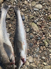 Eleginops maclovinus