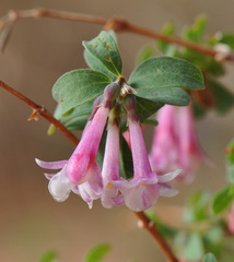 Symphoricarpos longiflorus
