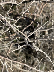 Tetradymia