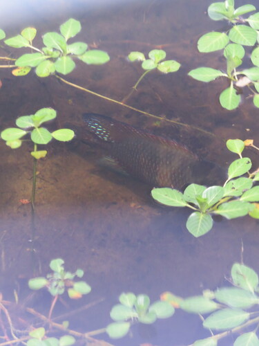 Iporanga Cichlid