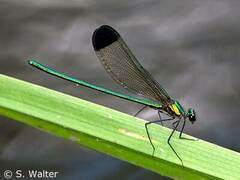 Calopteryx dimidiata
