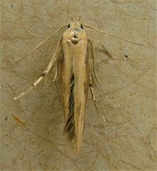 Stathmopoda skelloni