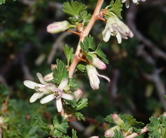 Ribes leptanthum