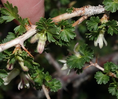 Ribes leptanthum
