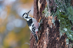 Dendrocopos leucotos