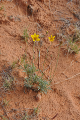 Thelesperma subnudum