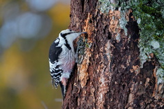 Dendrocopos leucotos