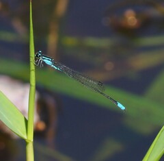 Acanthagrion