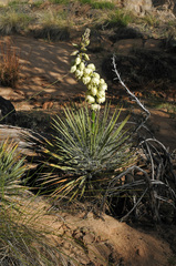 Yucca angustissima
