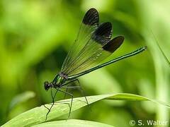 Calopteryx aequabilis