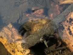 Siren intermedia