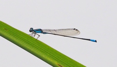 Acanthagrion
