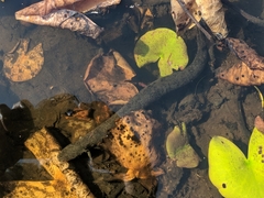 Siren intermedia