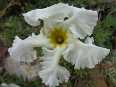 Mandevilla petraea