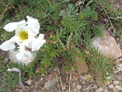 Mandevilla petraea