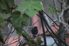 Turdus merula cabrerae