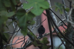 Turdus merula cabrerae