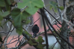 Turdus merula cabrerae