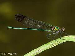 Calopteryx amata