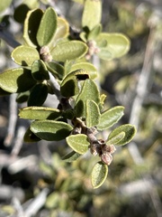 Ceanothus pauciflorus