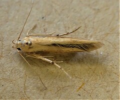 Stathmopoda skelloni