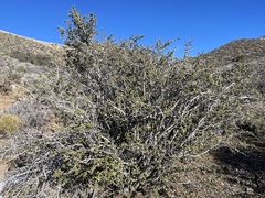 Ceanothus pauciflorus