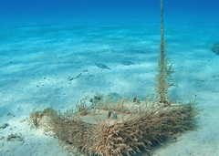 Sepioteuthis sepioidea