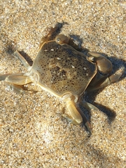 Paragrapsus quadridentatus