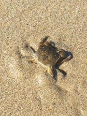 Paragrapsus quadridentatus