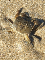Paragrapsus quadridentatus