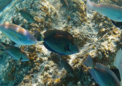 Acanthurus chirurgus