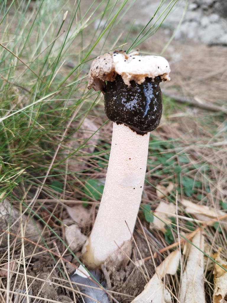Itajahya galericulata · December 2022 · photo: © seba_fornes (iNaturalist, cc-by)