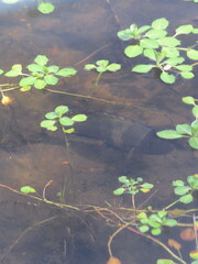Geophagus iporangensis