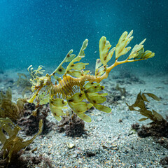 Phycodurus eques