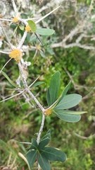Berberis laurina