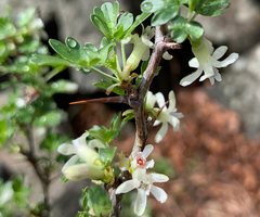 Ribes leptanthum