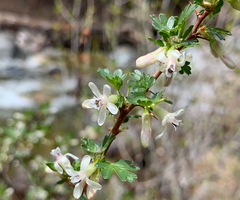 Ribes leptanthum